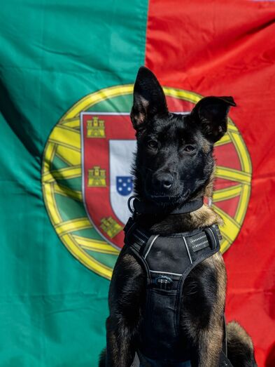 A Marinha Portuguesa tem uma nova recruta... e anda sobre quatro patas. Conheça a Poncha