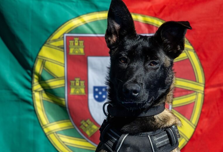 Poncha, cadela resgatada, integra a Marinha Portuguesa e apoia militares