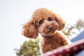 Poodle na corrida para cão mais popular de 2025