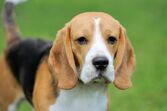 Cão beagle é popular entre as raças de 2025