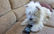 Um smartphone para animais? Novo dispositivo permite que cães e gatos "telefonem" aos donos quando precisam de atenção