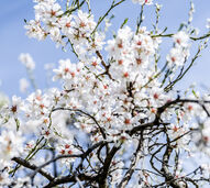 Amendoeiras em flor no Douro convidam a uma escapadinha