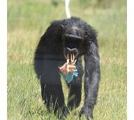 Chimpanzé encontra conforto num peluche, tal como outros animais resgatados