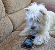 Um smartphone para animais? Novo dispositivo permite que cães e gatos "telefonem" aos donos quando precisam de atenção