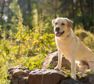 Raças caninas populares em 2025: buldogue francês, poodle e golden retriever
