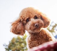 Poodle na corrida para cão mais popular de 2025