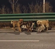 Uma aventura digna de filme! Sete cães percorrem quilómetros para regressar a casa