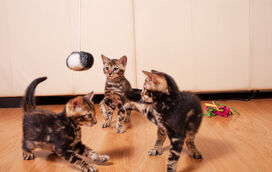 Acredita que um grupo de gatos inventou o seu próprio jogo de basebol? Se não, veja com os seus próprios olhos!