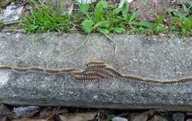 Lagarta do pinheiro: o inimigo silencioso que ameaça cães e gatos nesta primavera. Saiba como proteger o seu pet