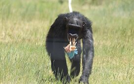 Punch conquistou o mundo com o seu peluche, mas não é  único! Há muitos animais resgatados que encontram conforto em amiguinhos felpudos. Conheça-os