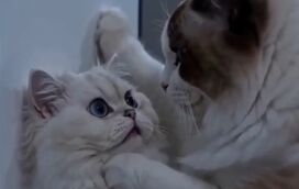 Traições, vinganças e drama: os animais ‘celebridades’ gerados por IA que estão a enlouquecer a internet