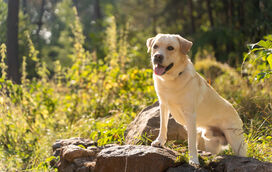 Saiba se o seu patudo está na lista: estas são as 10 raças de cães mais populares de 2025... e há surpresas!