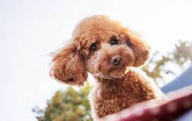 Há esperança de conseguir ter o patudo ao seu lado durante mais anos! Existe um novo comprimido para prolongar a vida dos cães