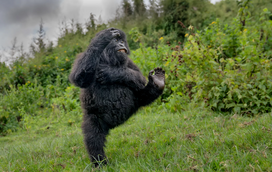 Chegou um dos momentos mais desejados para os apaixonados por animais! Estão abertas as candidaturas para os Comedy Wildlife Awards 2026
