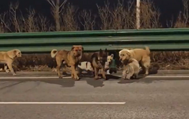 Ninguém resiste a este vídeo! O momento em que sete cães fogem de um cativeiro e unem-se para voltar a casa