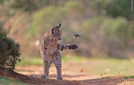 A surpresa que fez a imagem perfeita. Esta é a foto vencedora do Wildlife Photographer of the Year