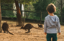 Procura um campo de férias para o seu filho na Páscoa? Em Portugal há um que tem mais de 500 animais e promete muita diversão!