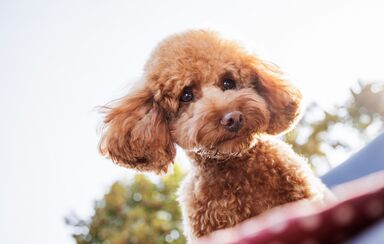 Poodle na corrida para cão mais popular de 2025