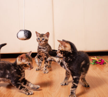 Acredita que um grupo de gatos inventou o seu próprio jogo de basebol? Se não, veja com os seus próprios olhos!