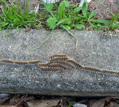 Lagarta do pinheiro: o inimigo silencioso que ameaça cães e gatos nesta primavera. Saiba como proteger o seu pet