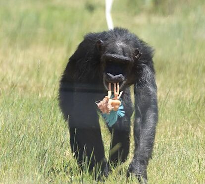 Punch conquistou o mundo com o seu peluche, mas não é  único! Há muitos animais resgatados que encontram conforto em amiguinhos felpudos. Conheça-os