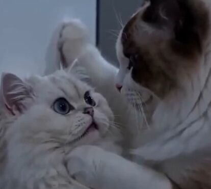 Traições, vinganças e drama: os animais ‘celebridades’ gerados por IA que estão a enlouquecer a internet