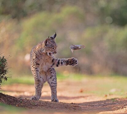 A surpresa que fez a imagem perfeita. Esta é a foto vencedora do Wildlife Photographer of the Year