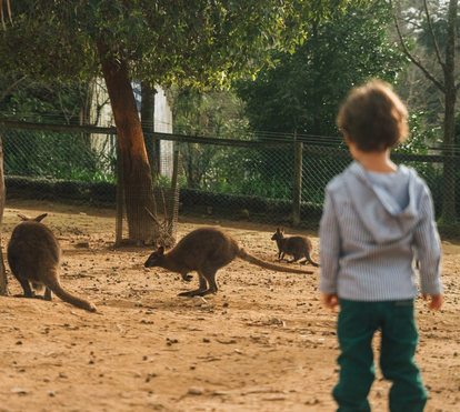 Procura um campo de férias para o seu filho na Páscoa? Em Portugal há um que tem mais de 500 animais e promete muita diversão!