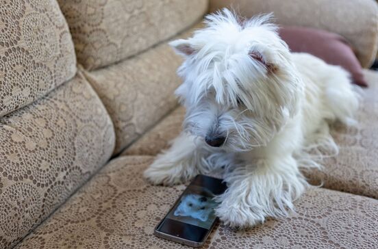 Um smartphone para animais? Novo dispositivo permite que cães e gatos 'telefonem' aos donos quando precisam de atenção