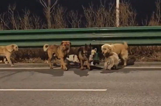 Uma aventura digna de filme! Sete cães percorrem quilómetros para regressar a casa