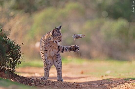 Um lince, um momento raro e milhares de votos. Esta é a foto vencedora do Wildlife Photographer of the Year