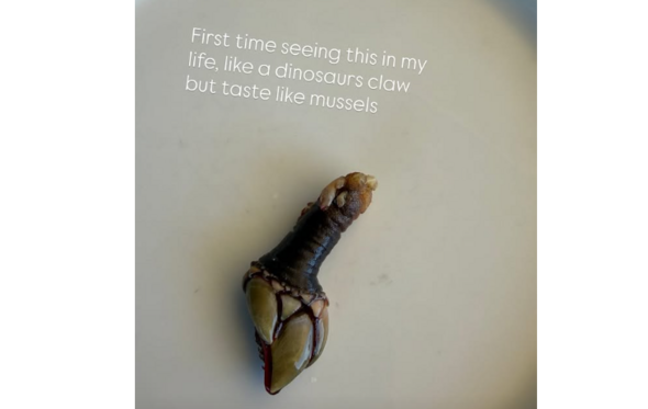 A divertida story de Maya Jama