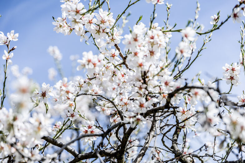 Amendoeiras em flor no Douro convidam a uma escapadinha