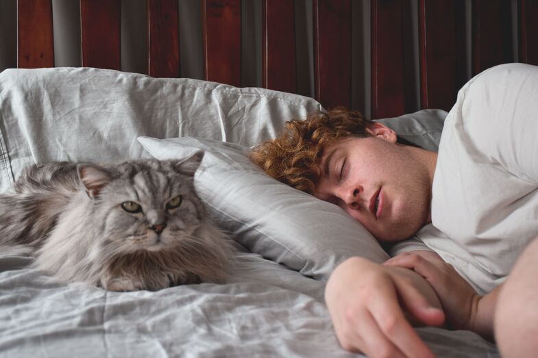O seu gato costuma dormir consigo? Conheça as vantagens e desvantagens desta companhia noturna