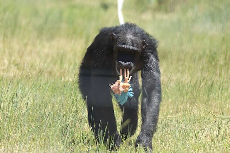 Chimpanzé encontra conforto num peluche, tal como outros animais resgatados