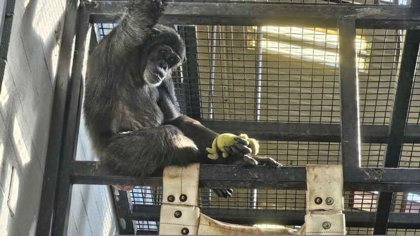 Animais resgatados, como chimpanzés, encontram conforto em peluches para segurança
