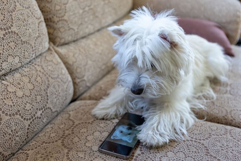 Um smartphone para animais? Novo dispositivo permite que cães e gatos "telefonem" aos donos quando precisam de atenção