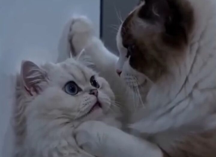 Histórias dramáticas de animais gerados por IA dominam redes sociais