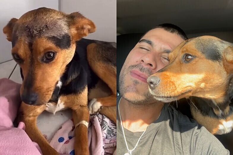 Como um pequeno gesto pode mudar vidas. Conheça a história da cadela Vitória