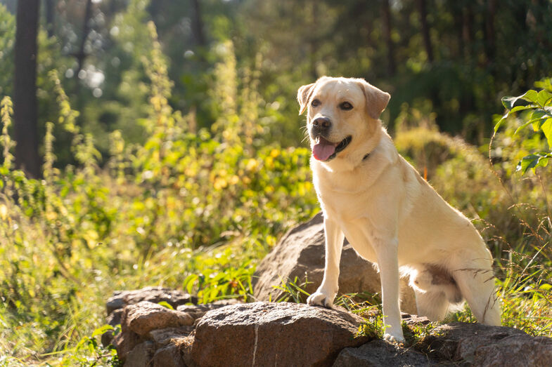 Raças caninas populares em 2025: buldogue francês, poodle e golden retriever
