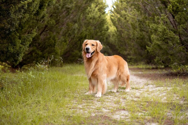 Golden retriever é raça popular em 2025, com potencial para ser o número um