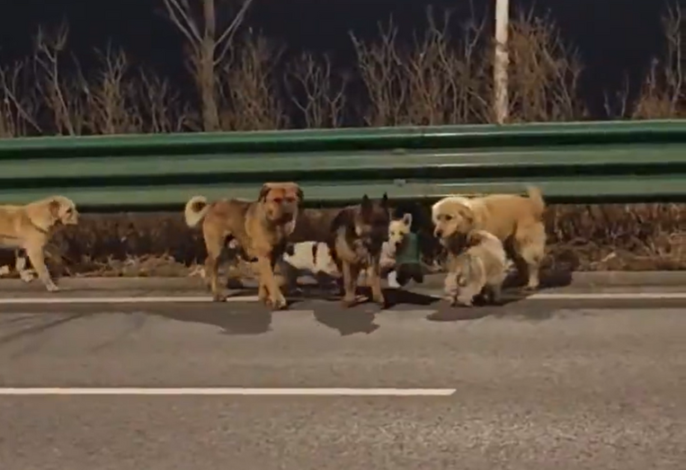 Uma aventura digna de filme! Sete cães percorrem quilómetros para regressar a casa