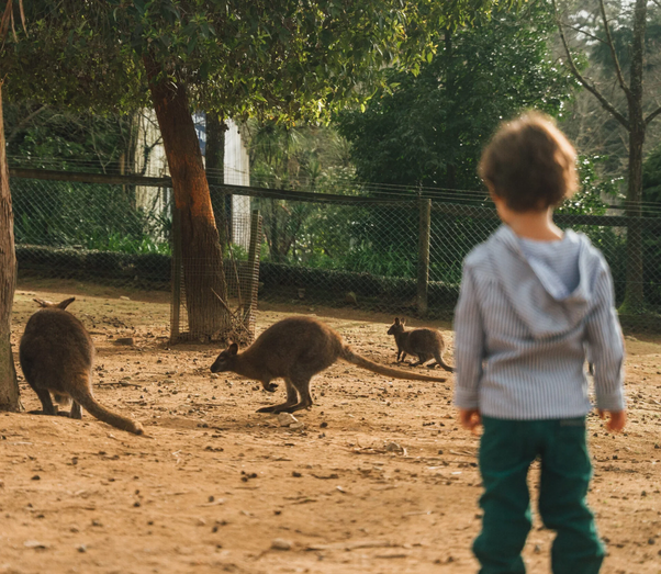 Há um campo de férias em Portugal com mais de 500 animais. E os miúdos vão adorar!