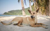 Bem-vindo ao paraíso! Nesta ilha tailandesa há uma matilha de cães amorosos que o recebe à chegada