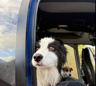 Um verdadeiro milagre! Cadela Molly sobrevive a queda de 55 metros e é resgatada na Nova Zelândia