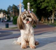 Afinal era só uma partida! Dyson brinca com linha para animais e deixa donos de todo o mundo a suspirar