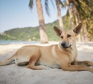 Bem-vindo ao paraíso! Nesta ilha tailandesa há uma matilha de cães amorosos que o recebe à chegada