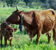 O regresso de uma espécie portuguesa. Vaca algarvia volta aos campos graças a projeto de criadores