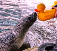 Crise de idade? Nada disso! Conheça Reggae, a foca de 32 anos apaixonada por... patinhos de borracha