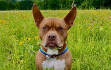 Ulysses, pitbull criado entre gatos, tornou-se um fenómeno viral com poses felinas